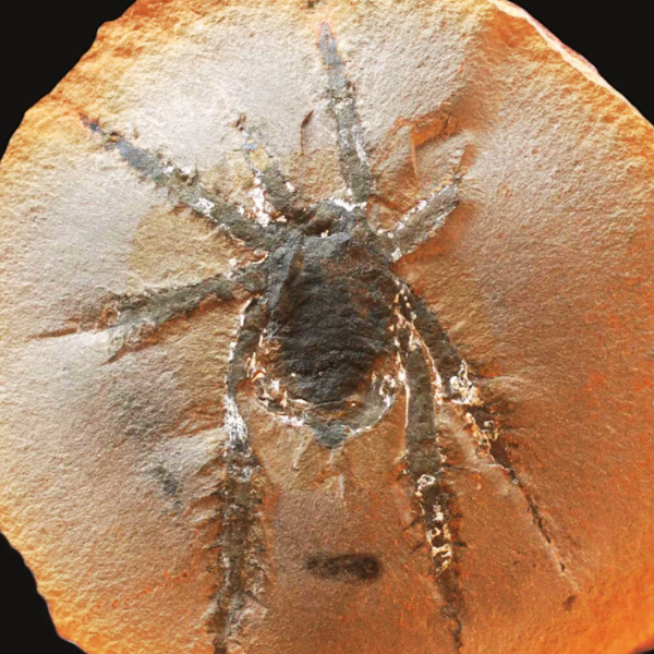 Illinois ancient arachnid discovered in northeast Illinois
